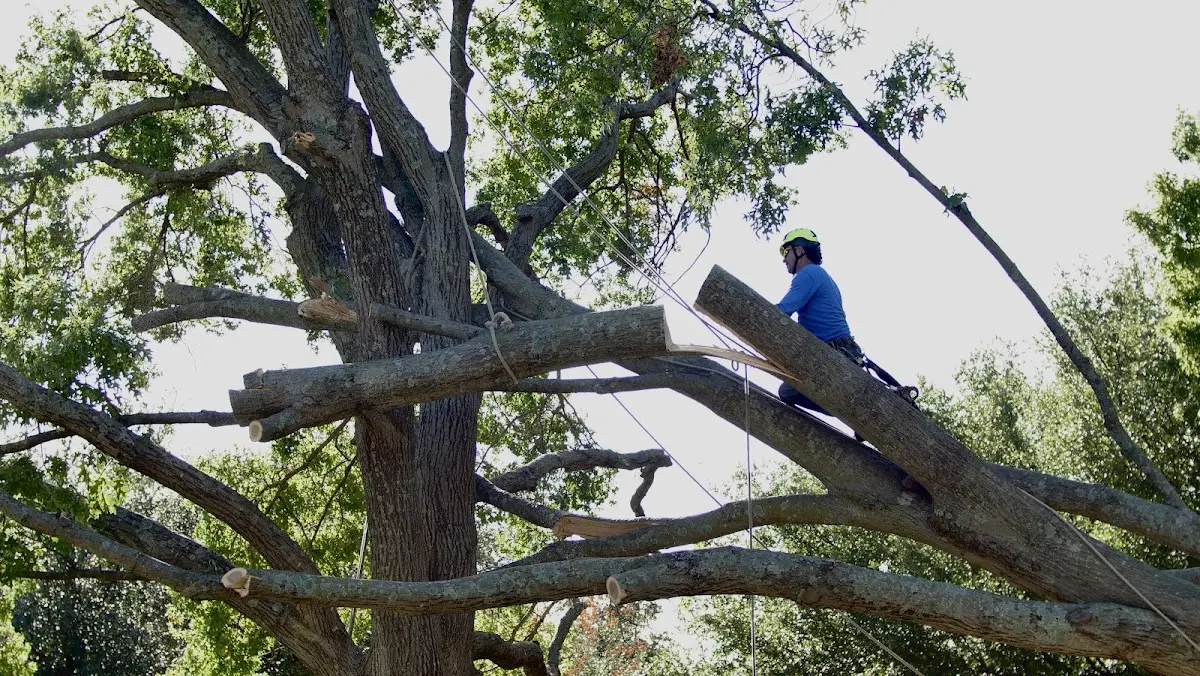 Professional Crown Thinning performed by certified arborists in Terril