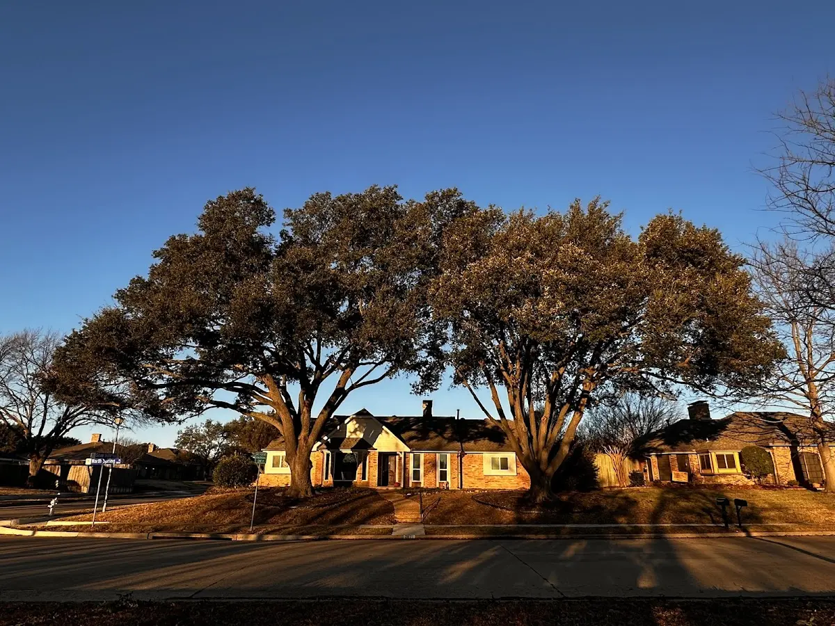 Established residential canopy tree shading a home in Terril